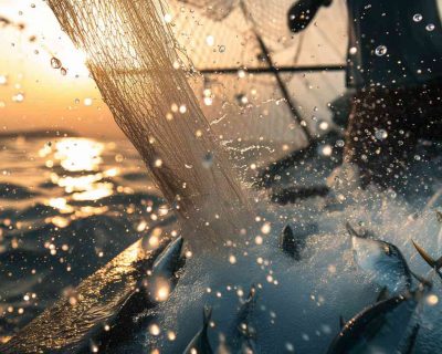 Samaki Bima (Fish Farm Insurance)